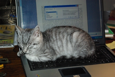 come è bello dormire sulla tastiera.jpg