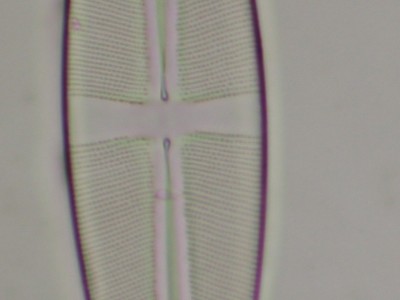 Diatomea n.3, Neofluar 40
