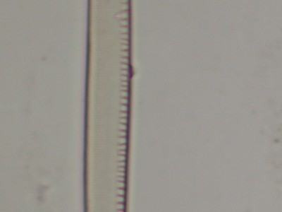 Diatomea n.4, Neofluar 40